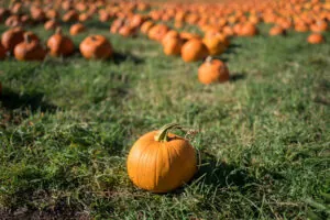 pumpkin patch